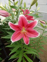 [4283 Joop VWS No02.JPG]